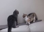 脚が短すぎて攻撃をブロックされてしまう猫が悲しい