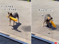 キャッチだけやない、バッターもできるんやで～な犬