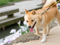 隣人が飼っている犬が...（画像はイメージ）