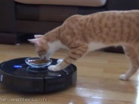 侵入者発見！ルンバが取り持つ仲もある？2匹の猫たちが共通の敵に出会ったとき