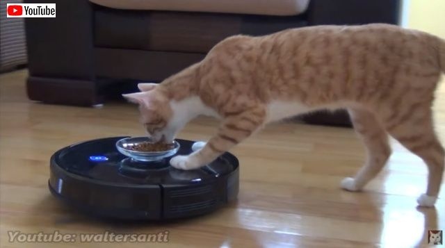 侵入者発見!ルンバが取り持つ仲もある?2匹の猫たちが共通の敵に出会ったとき