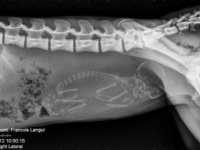 動物たちの妊娠中のお腹の中ってどうなってるの？15のレントゲン写真