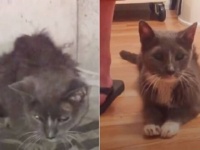 20年を地下室で過ごしたおばあちゃん猫。お日さまの下で幸せな晩年を過ごす