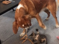 子猫を紐で遊んであげるやさしい犬