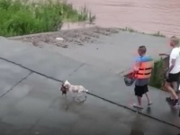母犬、氾濫した川に取り残された残りの我が子を命がけで救い出す