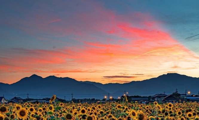 「火の鳥」が飛んでるみたい...！　夕暮れのひまわり畑が、切なくなるほど美しい