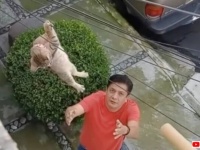 ぶら下がった子猫を救え！危機一髪！見事な連係プレーで無事小さないのちの救助に成功