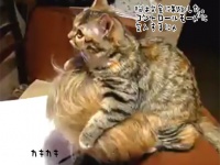 猫ヘッドギア。頭に取り付き脳を制御。飼い主をコントロールする猫。