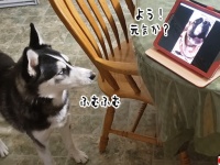 ハスキー、親友の犬とのオンラインチャットで盛り上がる