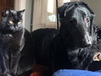 視力を失った犬の目になった猫、何度踏まれても友情は揺るがず