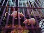 不妊マウスが出産！　３Ｄプリンターで卵巣を作れるとは…