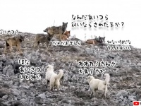 2匹の犬がオオカミの群れに遭遇。挨拶しようと近づいていくと、その後どうなる！？