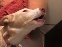今週のベストペットたち。ほっこりぬくぬく、楽しい動物たちを眺めてあったか気分になっちゃおう