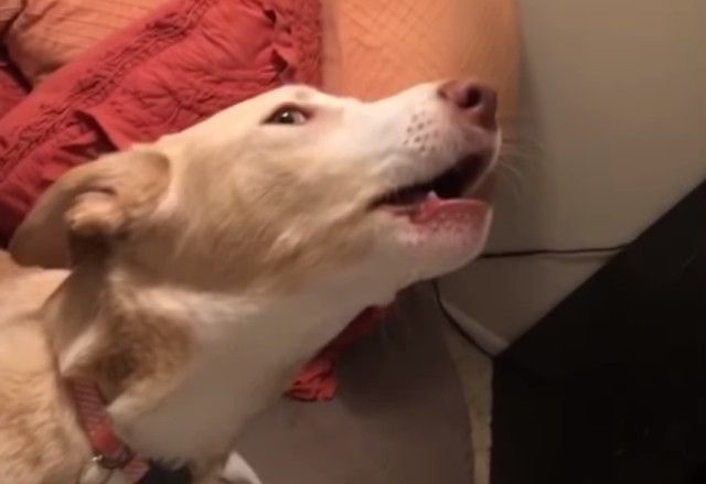 今週のベストペットたち。ほっこりぬくぬく、楽しい動物たちを眺めてあったか気分になっちゃおう