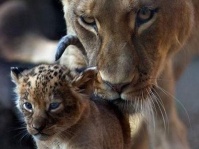 病気を抱えたヒョウの赤ちゃんを保護し養子にしたメスライオン（インド）