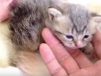 【動画】ラブリーすぎ！おっぱいをさがす赤ちゃん猫が、ほよほよしてて和みます