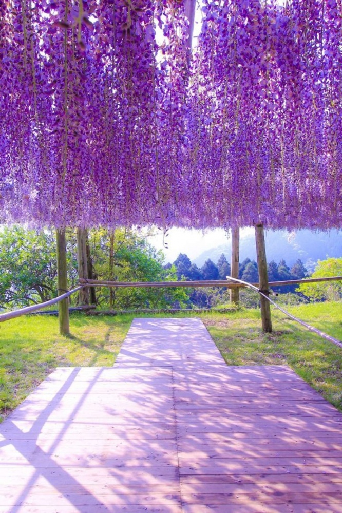 さながら藤のカーテンだ（画像はAyane.さん提供）