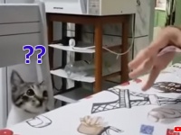 消えた？だと？カード飛ばしトリックに混乱する猫のキョトン