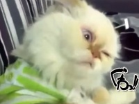 背中をカキカキされて顔面に不具合が起きた猫