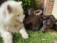 孤児になった子牛たちの親代わりとなったサモエド犬。超絶やさしい癒しの世界