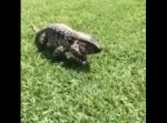 ８秒後の恐怖！　この動画が終わるとき、あなたは必ず飛び上がる…