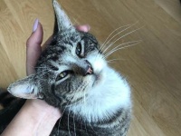 同じ場所で待っていた。また戻ってきてくれた男性を見て、思わず駆け寄る野良猫（アメリカ）