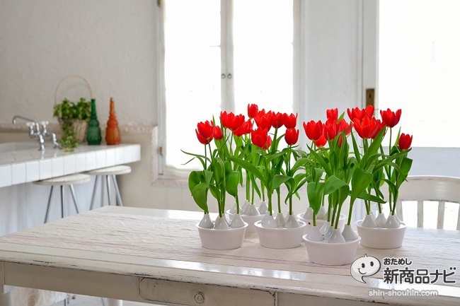 winter tulip_07