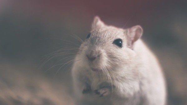 mouse-801843_640