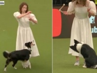 不気味な感じが良く出てる…！さすが賢さNO.1！ボーダーコリーによるドッグダンス「死の舞踏」を見てみよう