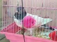 パキスタンのハトが、インド当局にスパイ容疑で拘束されるも無実を証明する人物が現れる