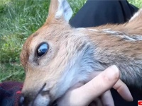 母親を交通事故で失い孤児となった赤ちゃん鹿。親代わりになってくれた人間にべったり甘える