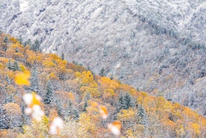 20年10月 十勝岳付近にて(画像は安彦 嘉浩@yoshihiro_abikoさん提供)