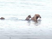 ママの背中のタクシーだ！ヒグマの子、お母さんの背中にちゃっかり乗って川を渡る
