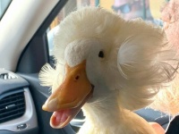 鳥界のアインシュタイン？ふさふさな頭髪でネットアイドルとなったアヒル