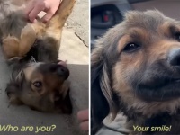 車にひかれて重傷だった犬、助けに来た人にお腹を出して笑顔を見せる健気さにグっとくる