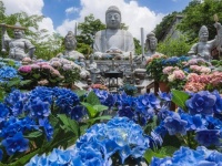 東大寺とは違った魅力があるんやで　奈良・壷阪寺の大仏と自然の調和が神秘的