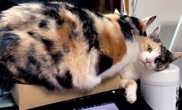 「この子どけてよ...」（画像はサユヤスさんの動画よりキャプチャ）