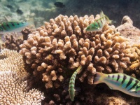 月の満ち欠けが生まれる魚の性別に影響を与えることが判明