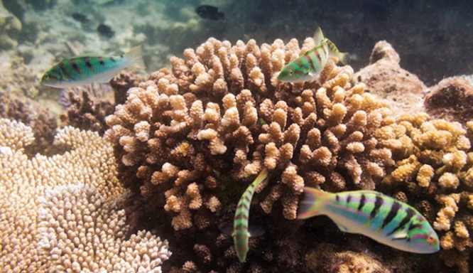 月の満ち欠けが生まれる魚の性別に影響を与えることが判明