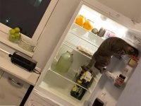 ちっ！ろくなもん入ってないな。冷蔵庫を開けて中身をチェックする猫