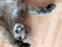ペットのピューマはもしや子猫だったのか？メッシくんのごろにゃ～んが可愛すぎる件