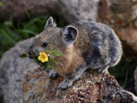 花束を口にくわえて持ち運ぶ、かわいらしいアメリカナキウサギ