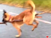 大好きなコイツのためならこのくらい！木の枝をくわえて走ってくる犬が妙に器用過ぎた件