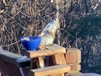 リス、酔っ払ってクラックラ。発酵した梨を食べて酩酊状態に（アメリカ）