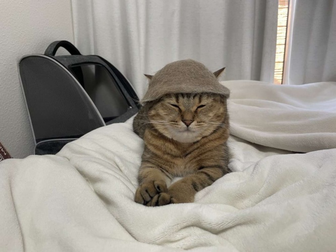 帽子がよく似合っている......（画像提供は＠MiniraDiaryさん）