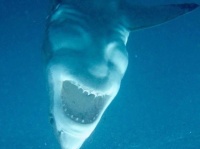 悪魔を宿してしまったのか？不敵に笑っているようにみえるサメの画像が海外で話題に！（オーストラリア）
