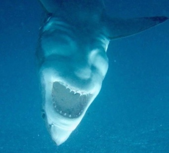 悪魔を宿してしまったのか？不敵に笑っているようにみえるサメの画像が海外で話題に！（オーストラリア）