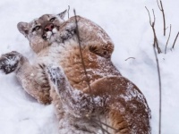 どんなにかわいい仕草をみせてもピューマは猛獣です。州当局が家に入れないよう注意を呼びかけたところコラ合戦に