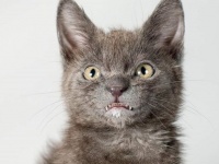 チェシャ猫みたいな愛くるしさ。唯一無二の笑顔で大人気となった過蓋咬合のある猫「ウォルフィ」の物語（アメリカ）