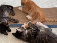 保護子猫ズ「これニャあに？」と、プレゼントされた爪とぎに興味津々で群がる様子が反則的に可愛すぎる
